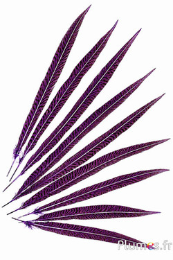 Goldfasan - 20-35 cm - violett